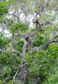 Yala National Park